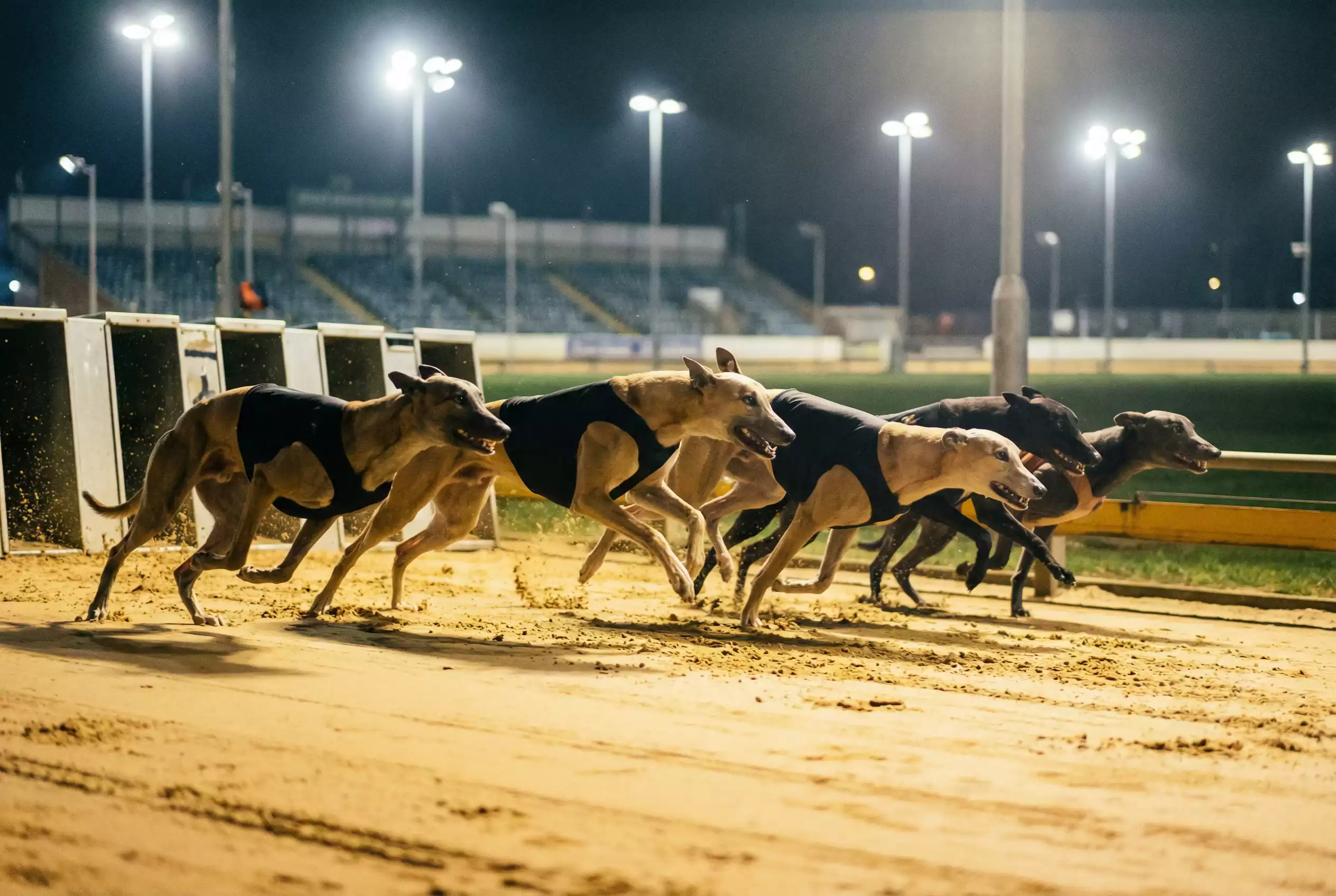 Why greyhounds with early speed and first-bend leads win more races