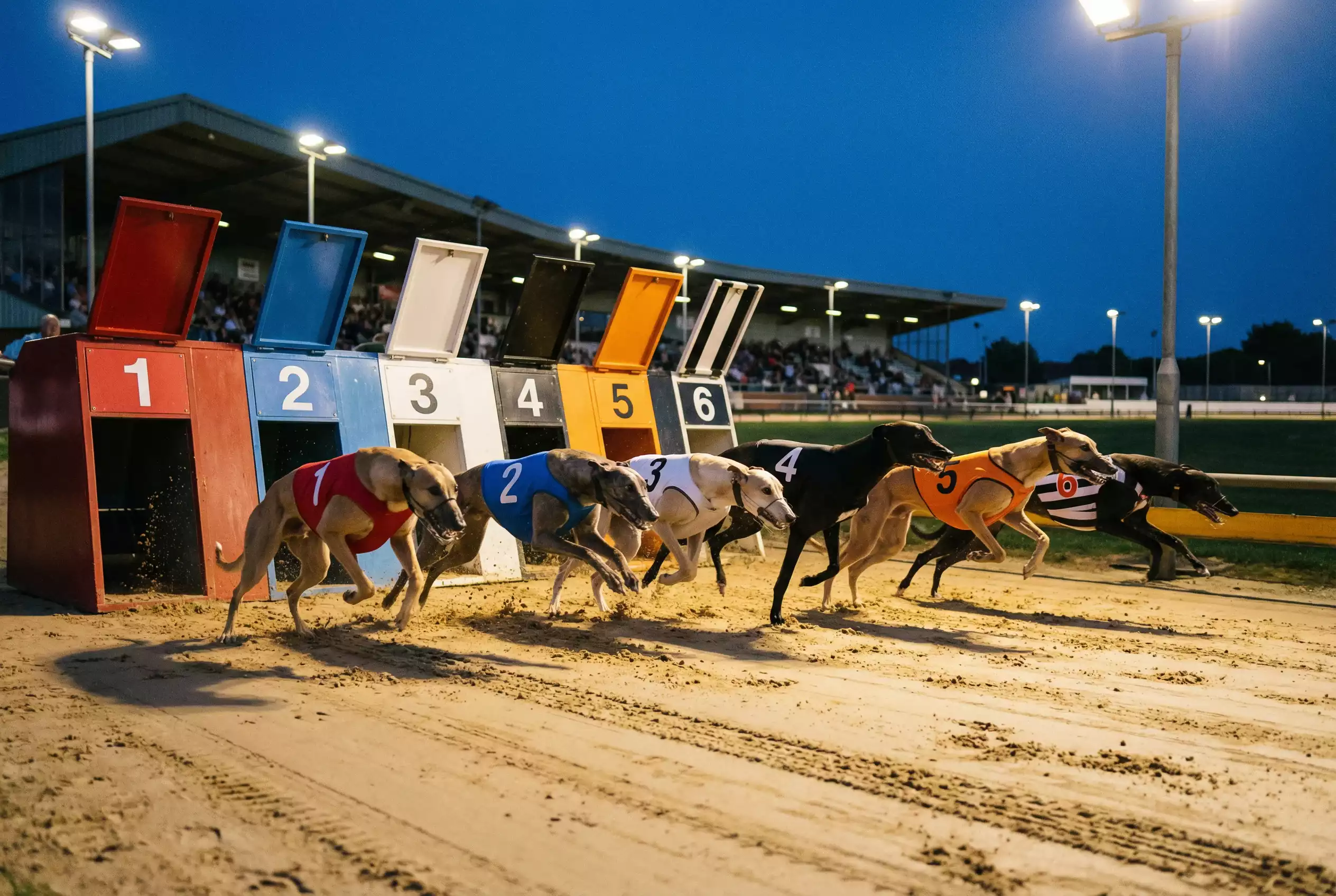 Greyhound dogs bursting from numbered starting traps under floodlights at a UK licensed racing stadium